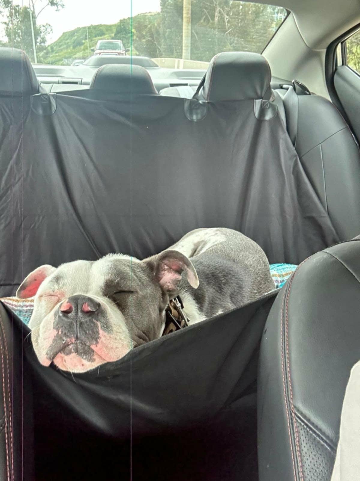 Silvio, a ADOPTABLE American Bully in Oakville, WA image 4/4