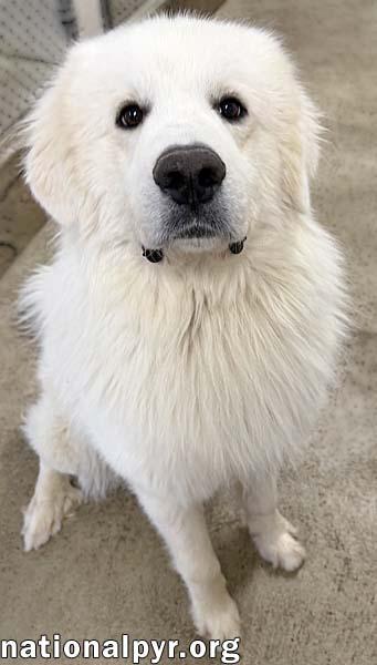 Enlarge Clint in OH - Playful, Gentle & Silly!, an adopted Great Pyrenees in Springfield, OH image 4/4