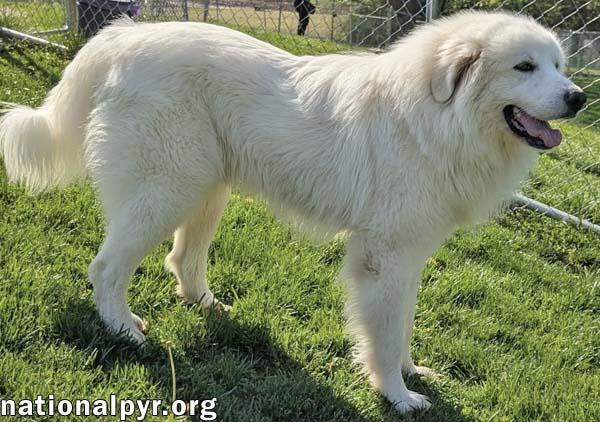 Enlarge Clint in OH - Playful, Gentle & Silly!, an adopted Great Pyrenees in Springfield, OH image 2/4