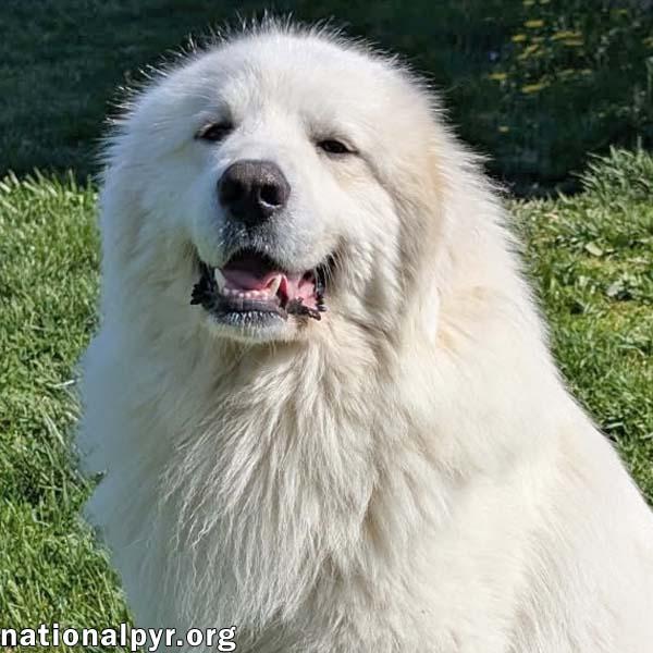 Clint in OH - Playful, Gentle & Silly!, adopted, Young Male Great Pyrenees.