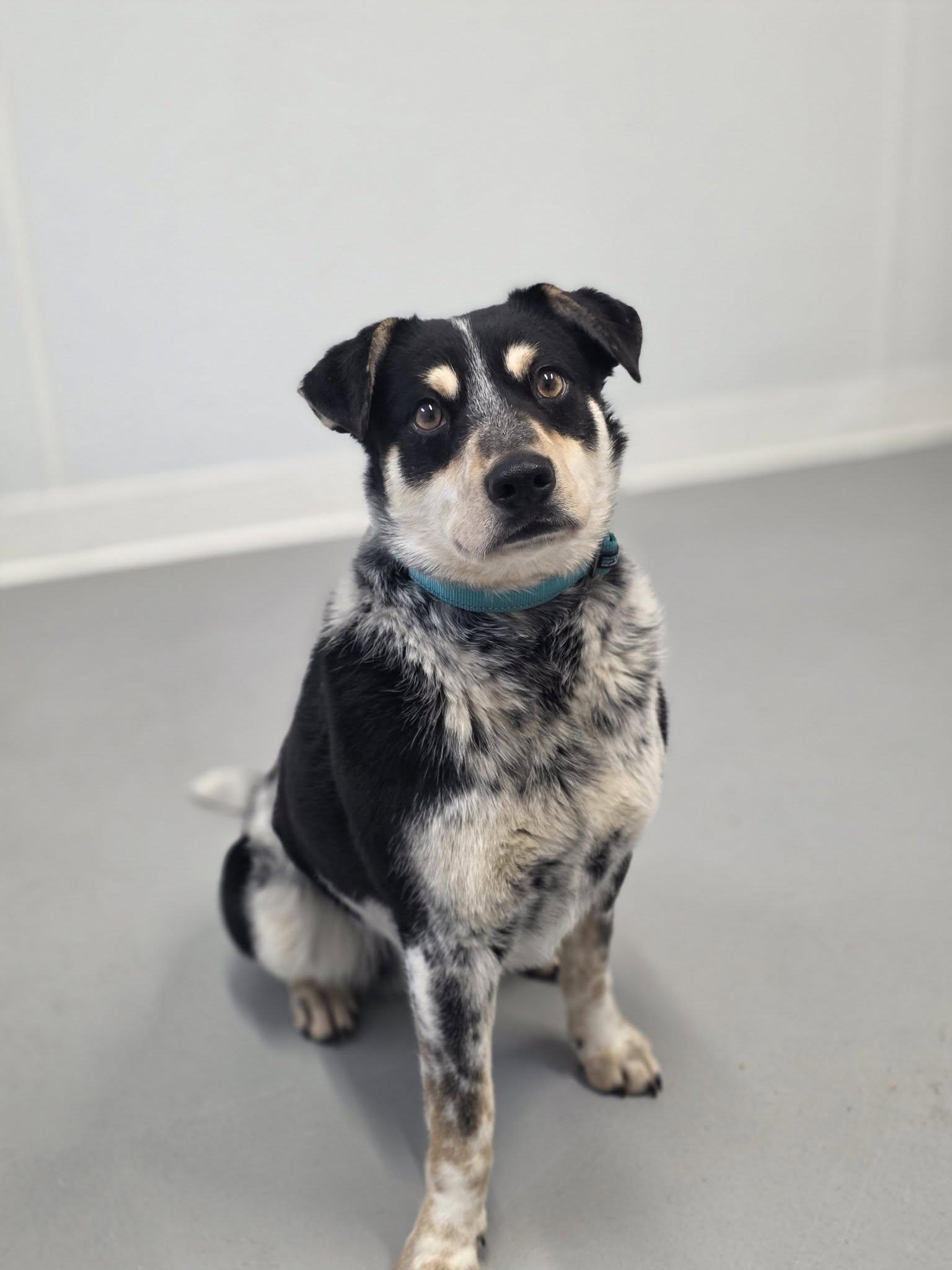 Georgie, adopted, Young Male Australian Cattle Dog / Blue Heeler.