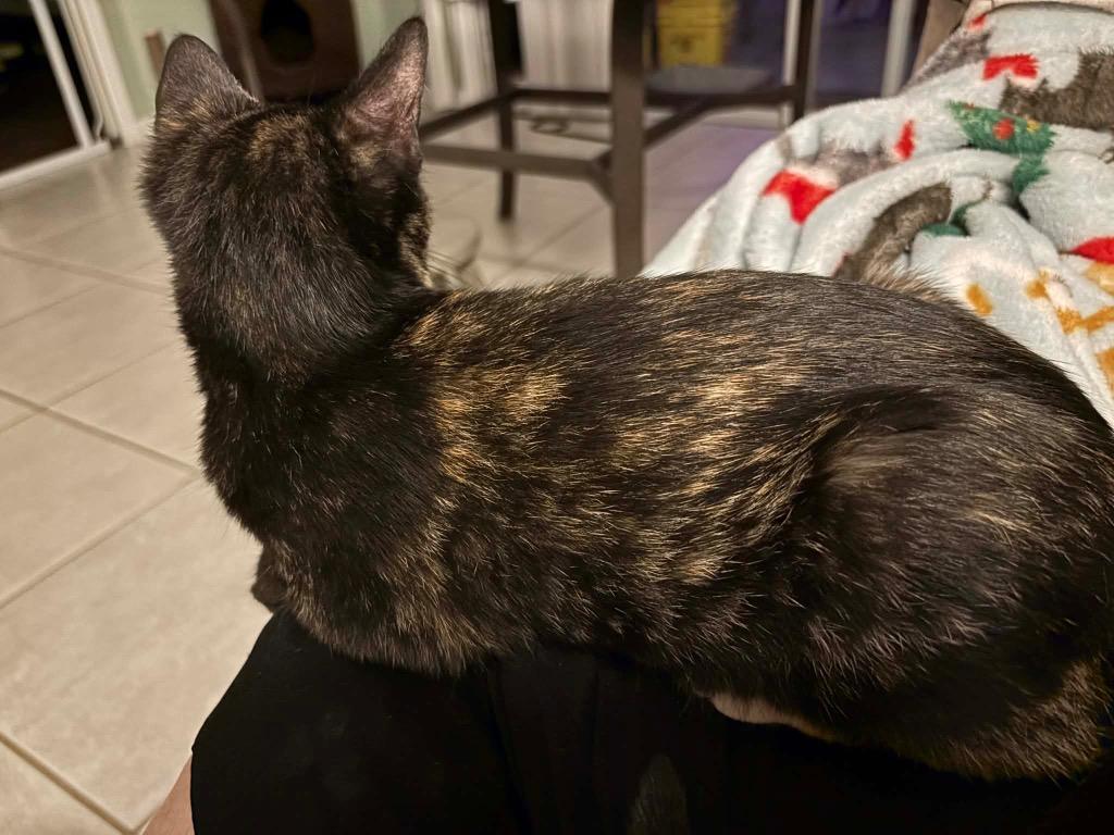 Dolly Camper, a Found Domestic Short Hair in Orlando, FL image 1/5