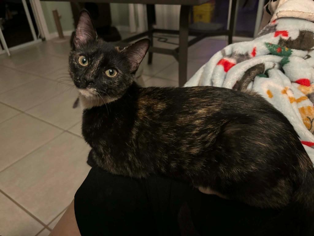 Dolly Camper, a Found Domestic Short Hair in Orlando, FL image 2/5