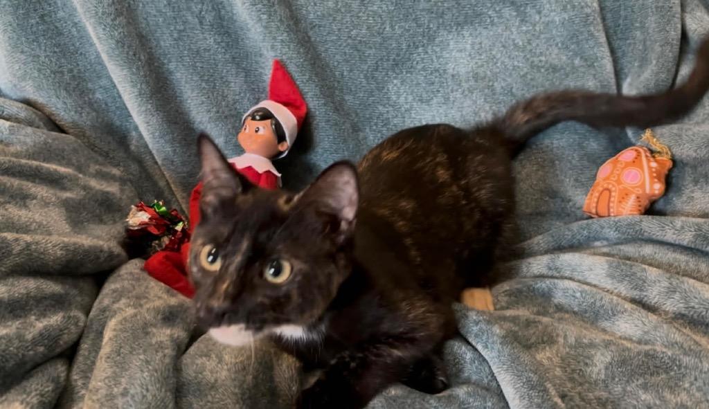 Dolly Camper, a Found Domestic Short Hair in Orlando, FL image 3/5