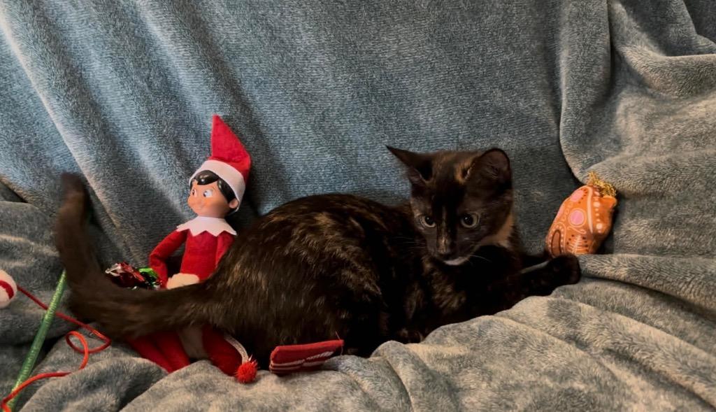 Dolly Camper, a Found Domestic Short Hair in Orlando, FL image 4/5