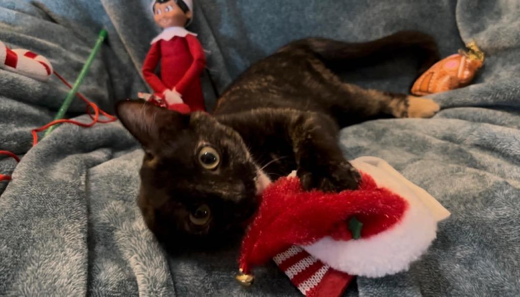 Dolly Camper, a Found Domestic Short Hair in Orlando, FL image 5/5