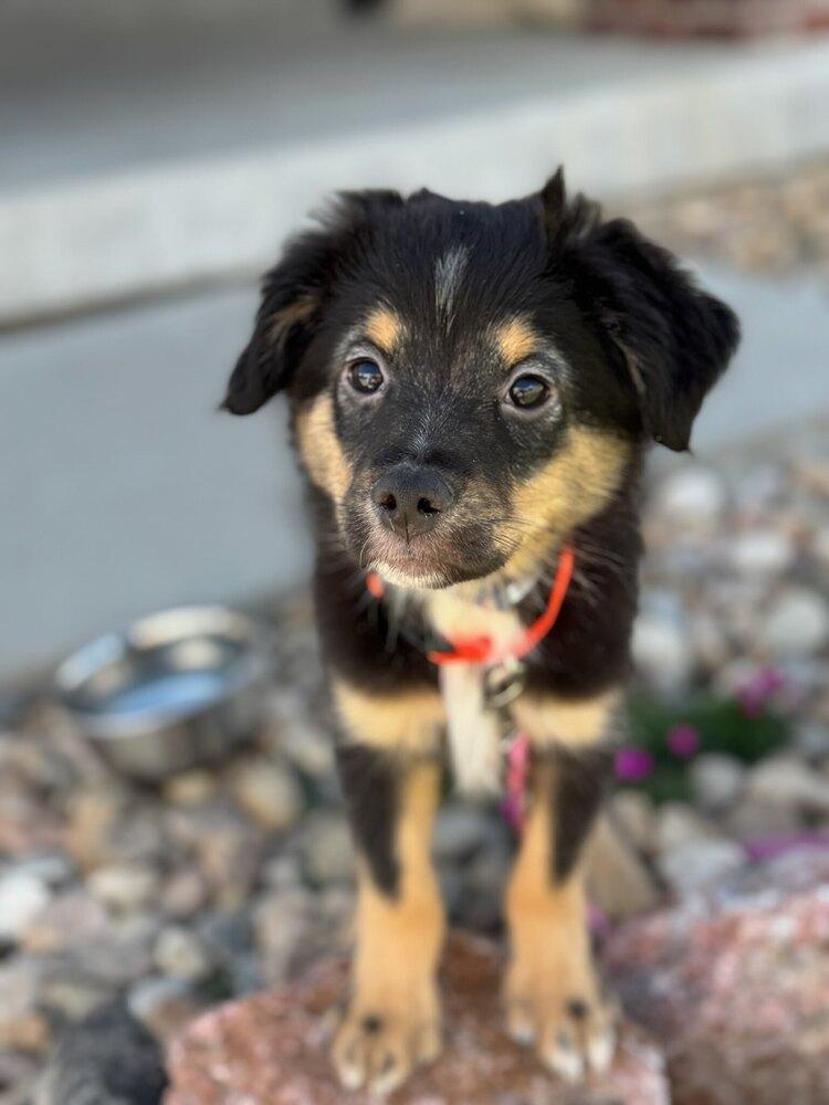 Drover 2299, Adoptable, Young Male Australian Shepherd.
