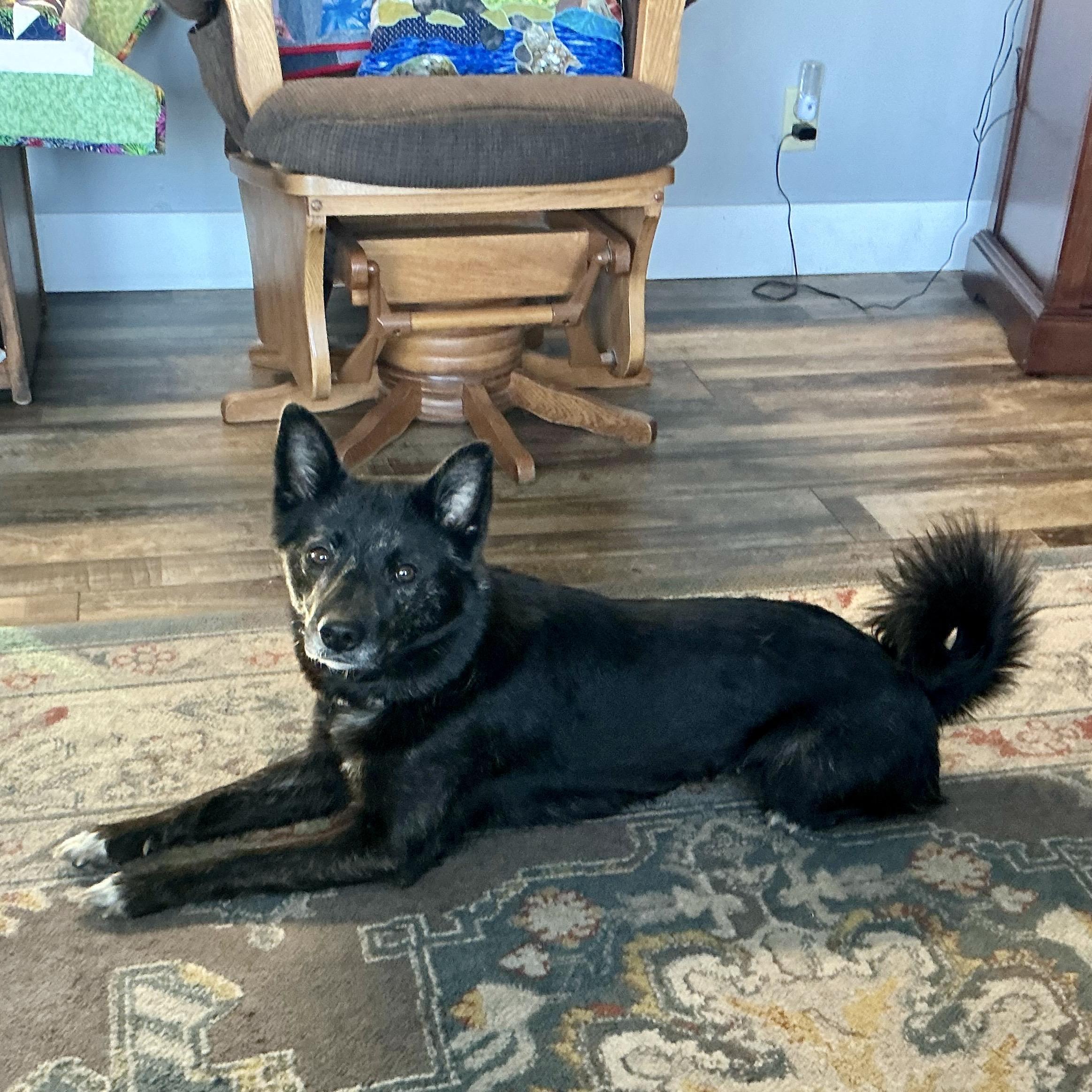 Enlarge Angel, a ADOPTABLE mixed breed in Pocatello, ID image 4/6