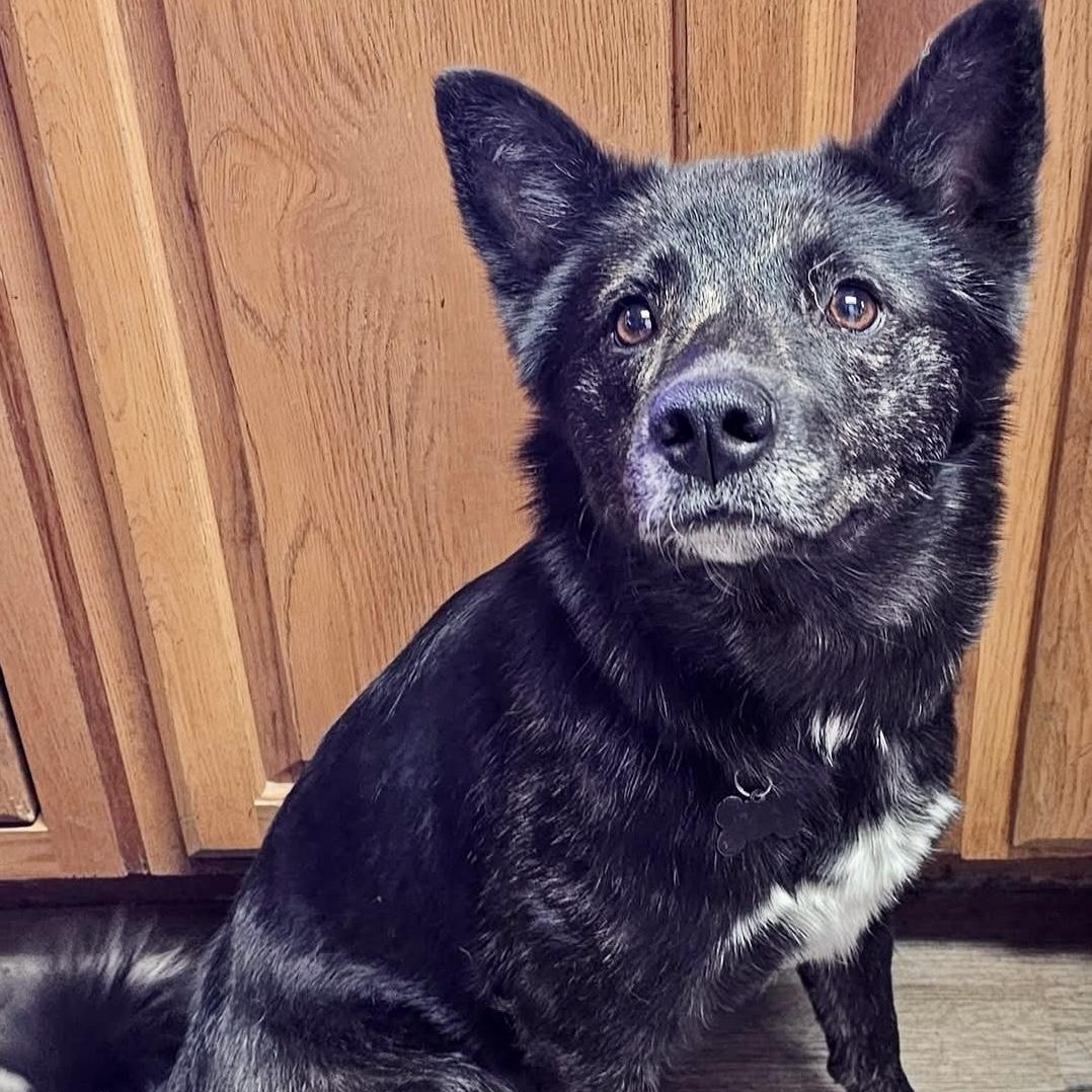 Enlarge Angel, a ADOPTABLE mixed breed in Pocatello, ID image 2/6