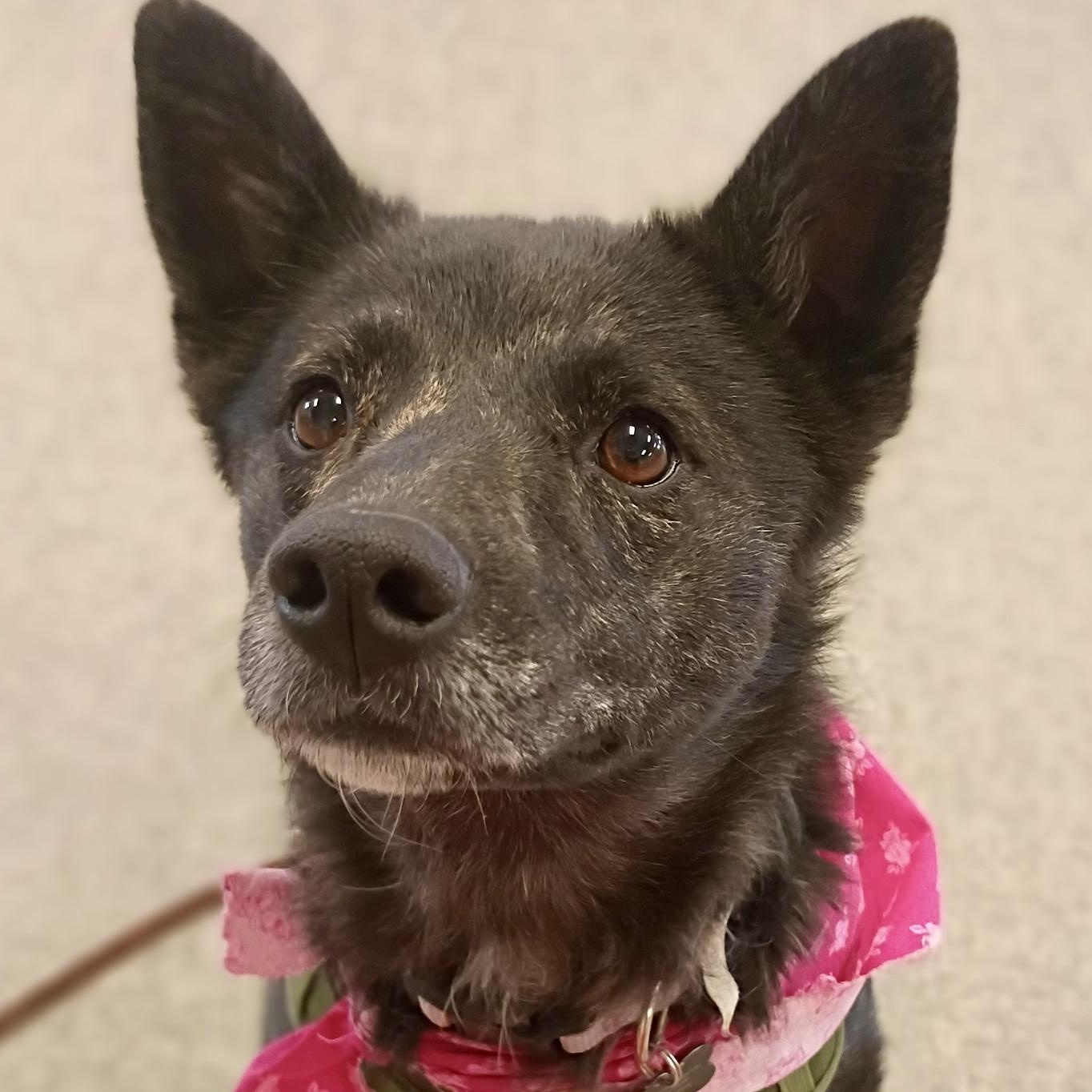 Angel, ADOPTABLE, Young Female Spitz.