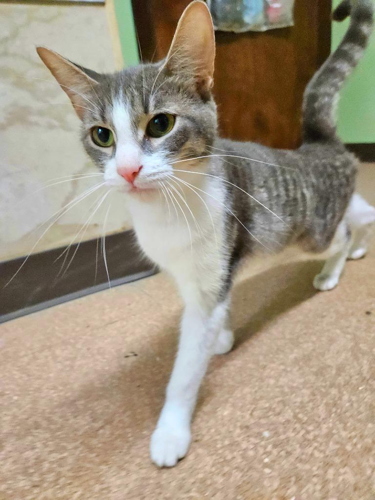 Mamas, a Adoptable Domestic Short Hair in Utica, MI image 1/3