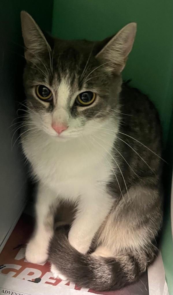 Mamas, a Adoptable Domestic Short Hair in Utica, MI image 3/3