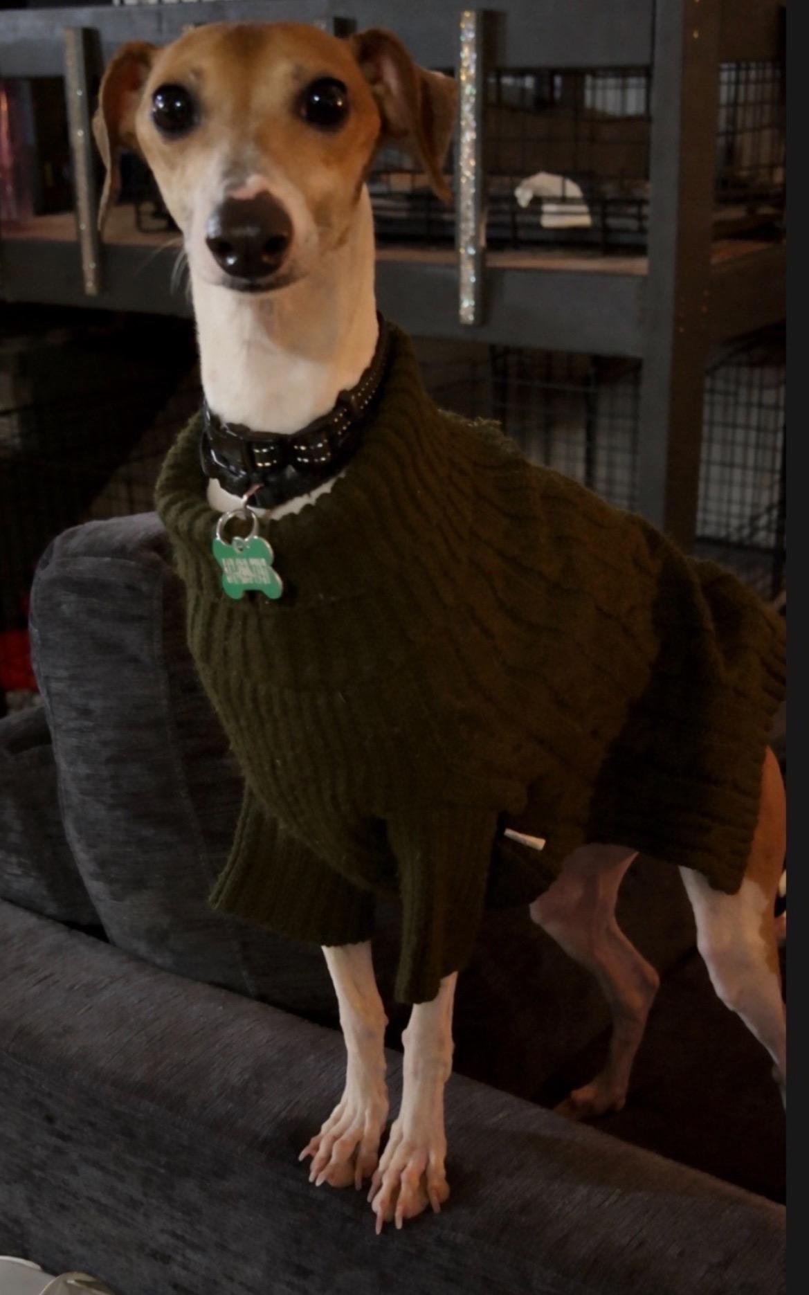 Enlarge Prince, an adopted Italian Greyhound in East Lansing, MI image 2/5