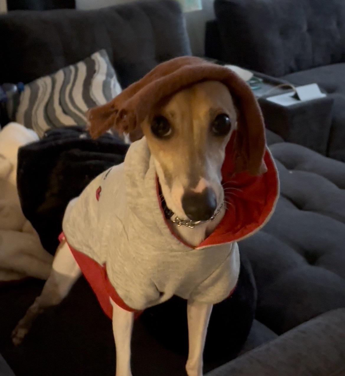 Enlarge Prince, an adopted Italian Greyhound in East Lansing, MI image 3/5