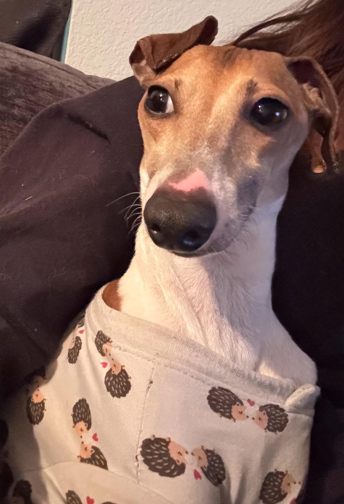 Enlarge Prince, an adopted Italian Greyhound in East Lansing, MI image 5/5