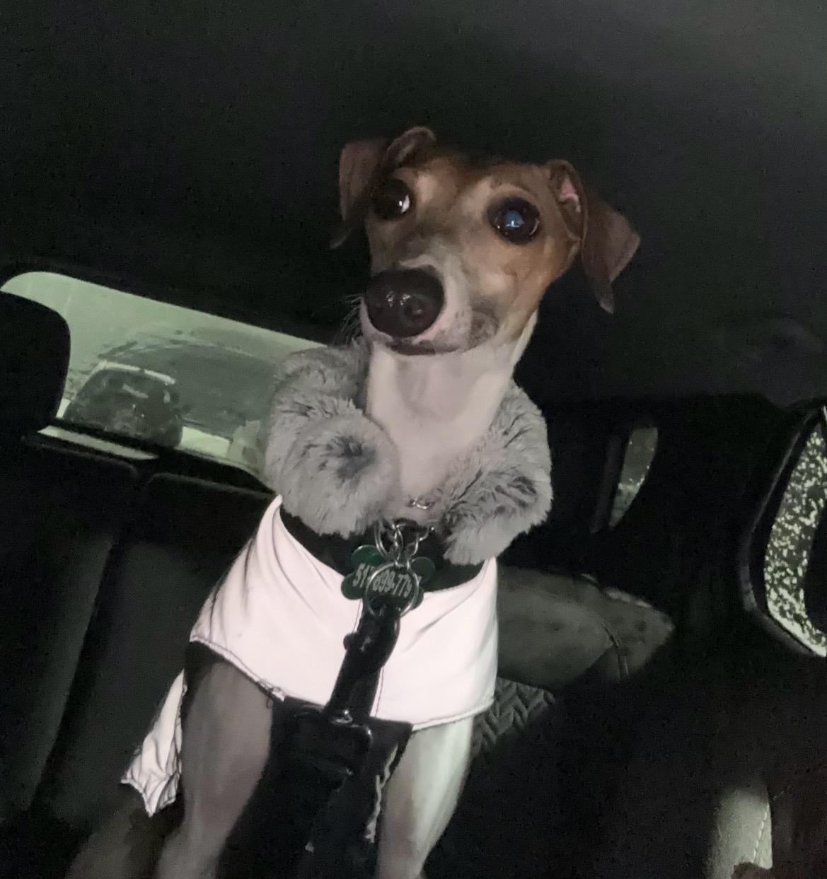 Enlarge Prince, an adopted Italian Greyhound in East Lansing, MI image 4/5