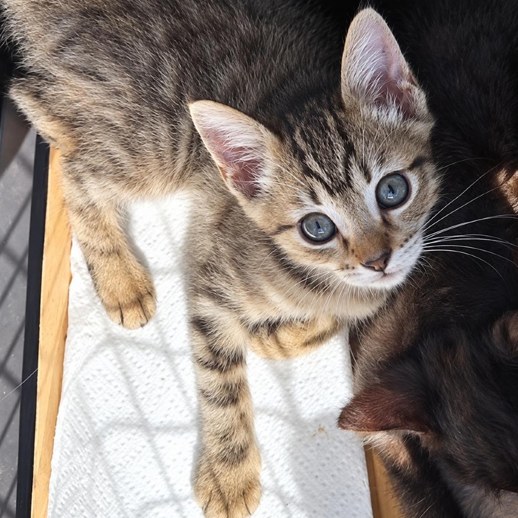 Tara, Adoptable, Kitten Female Domestic Short Hair.