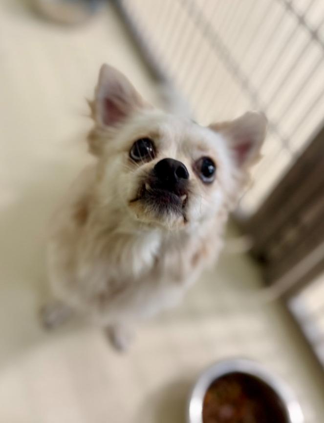 Buddy, Adoptable, Adult Male Pomeranian & Chihuahua.