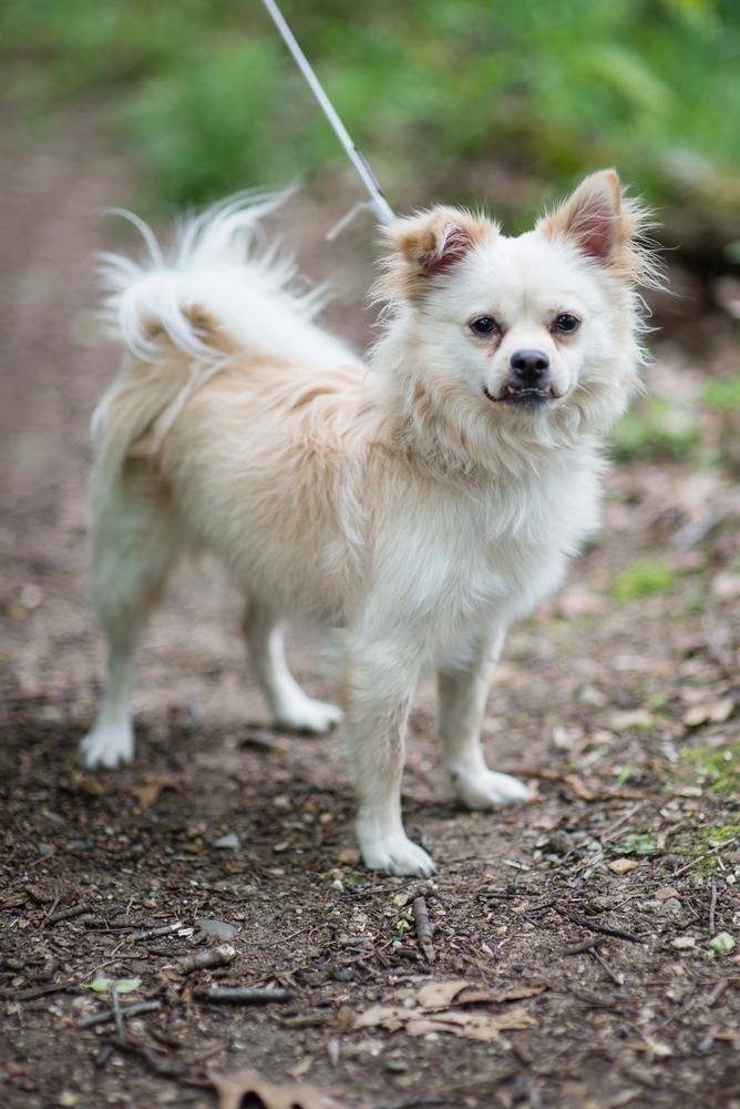 Enlarge Buddy, a Adoptable mixed breed in Kalamazoo, MI image 2/2