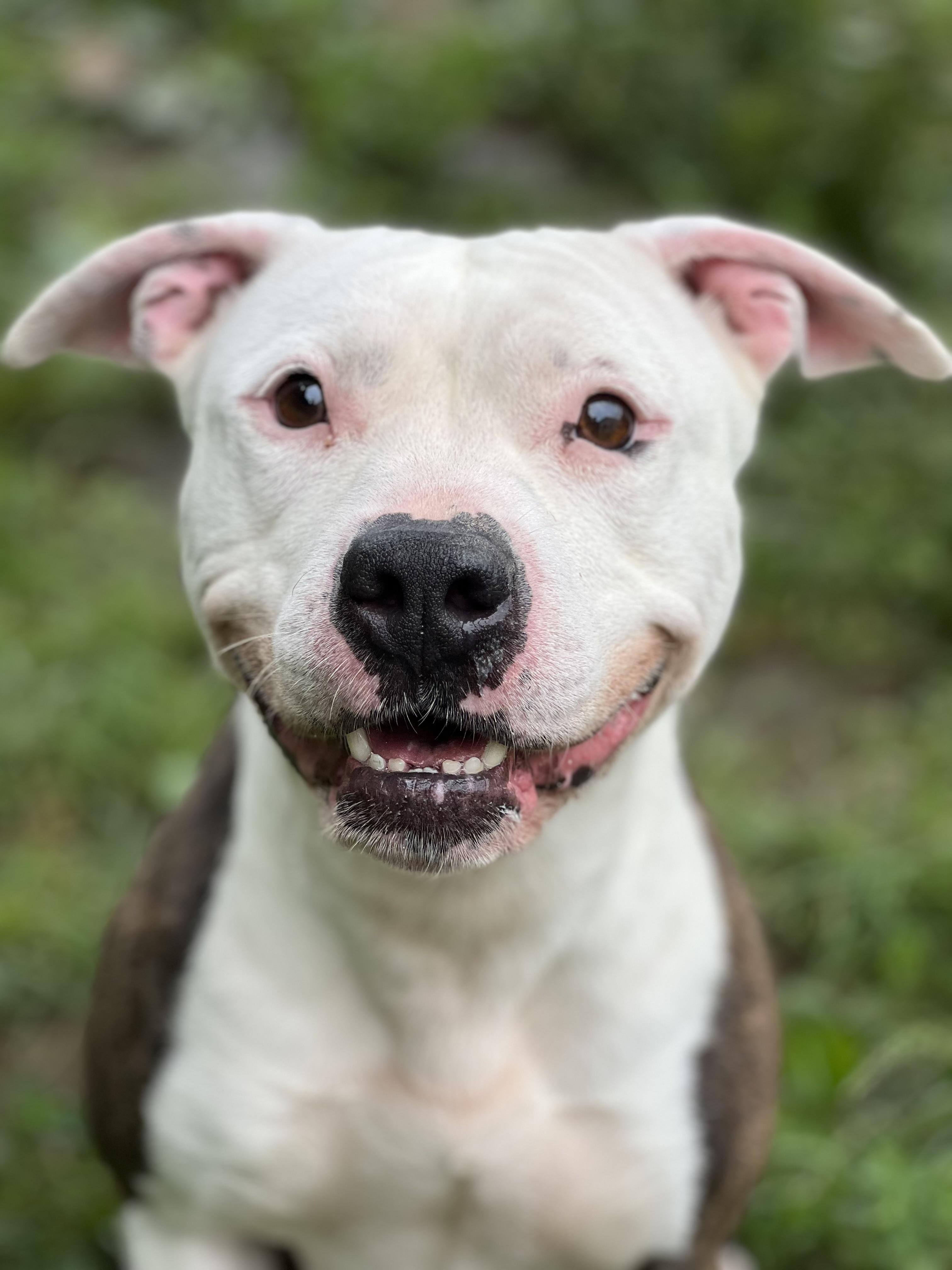 Goku, Adoptable, Young Female American Staffordshire Terrier & Pit Bull Terrier.