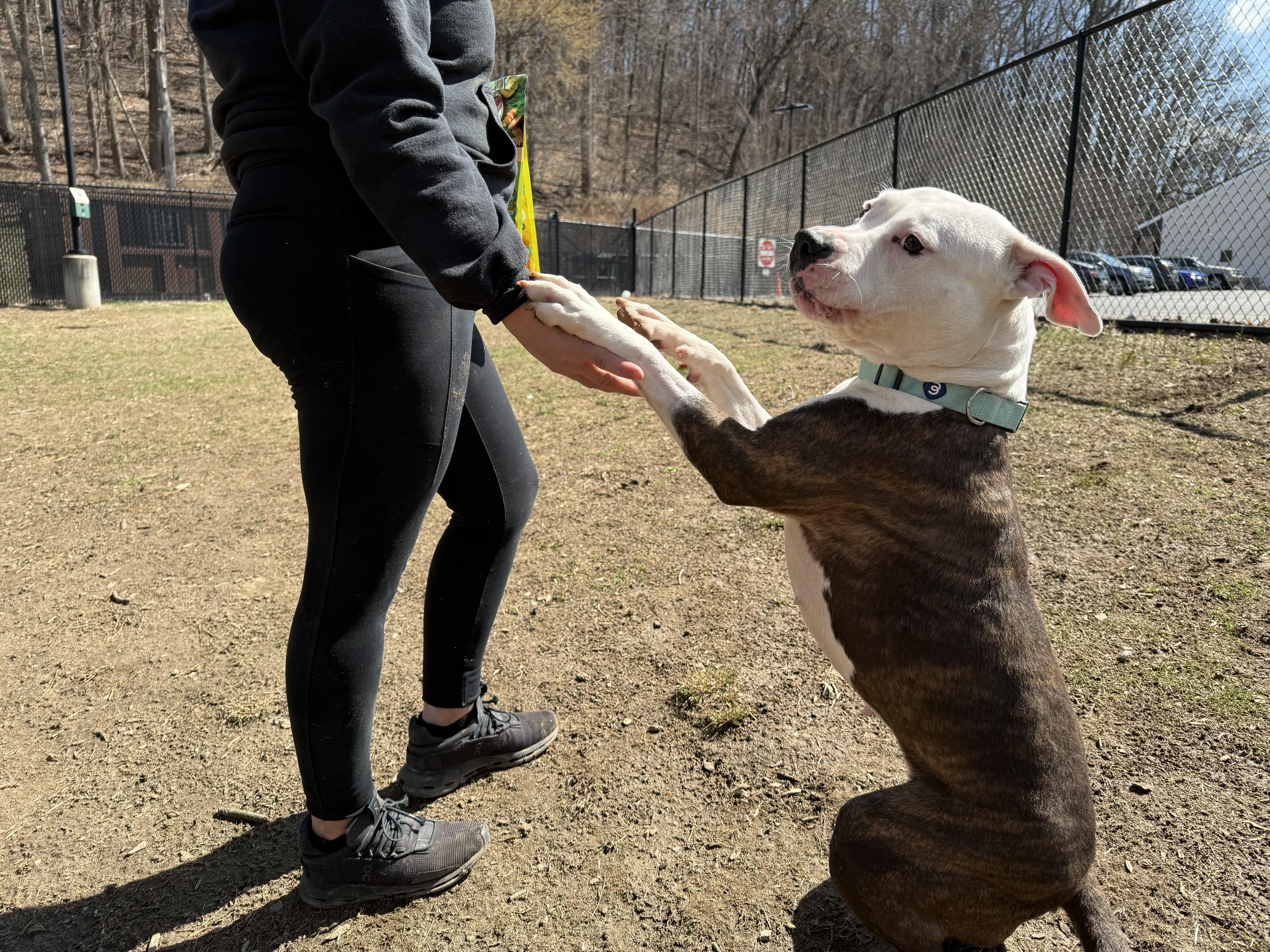 Goku, a Adoptable mixed breed in Yonkers, NY image 5/6