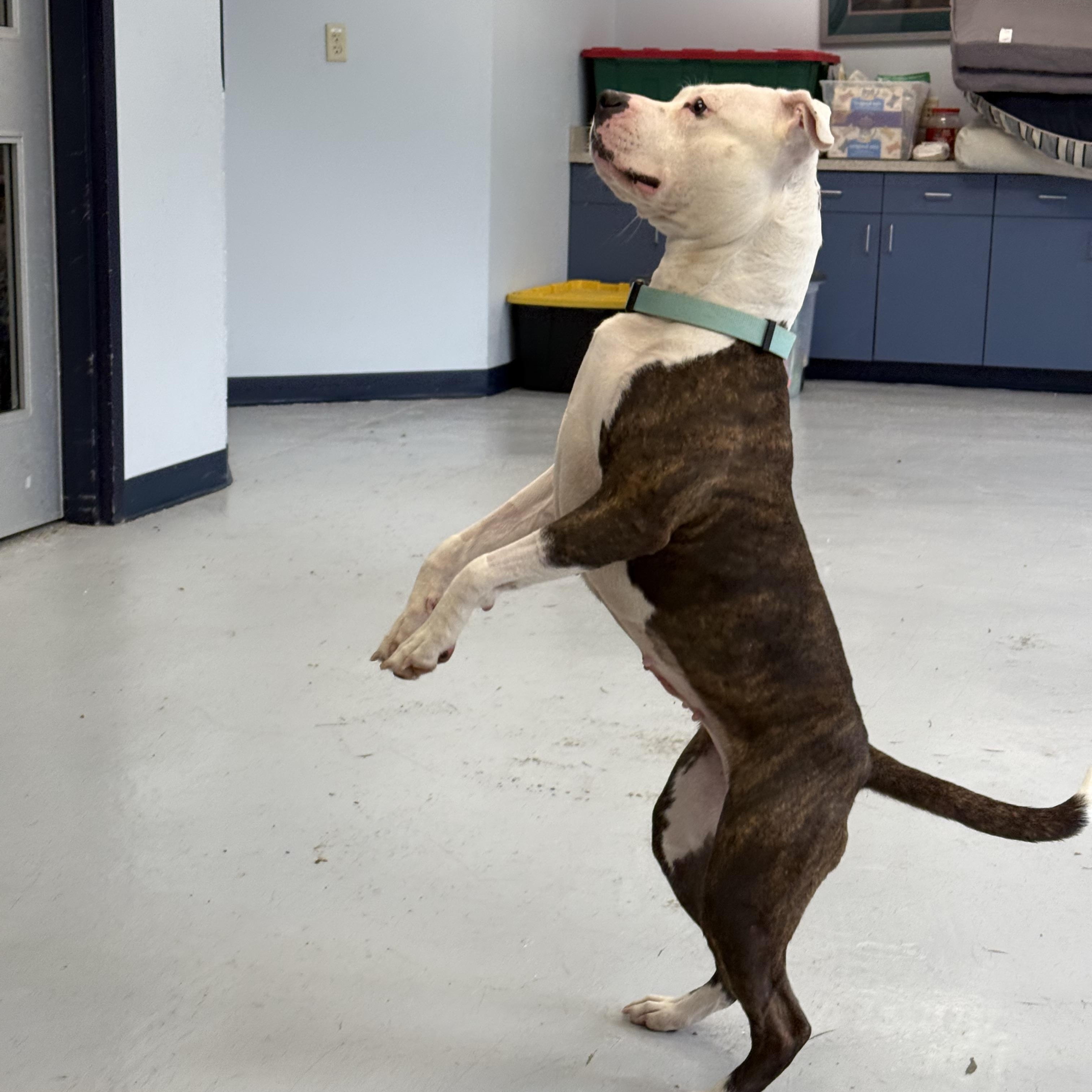 Goku, a Adoptable mixed breed in Yonkers, NY image 6/6