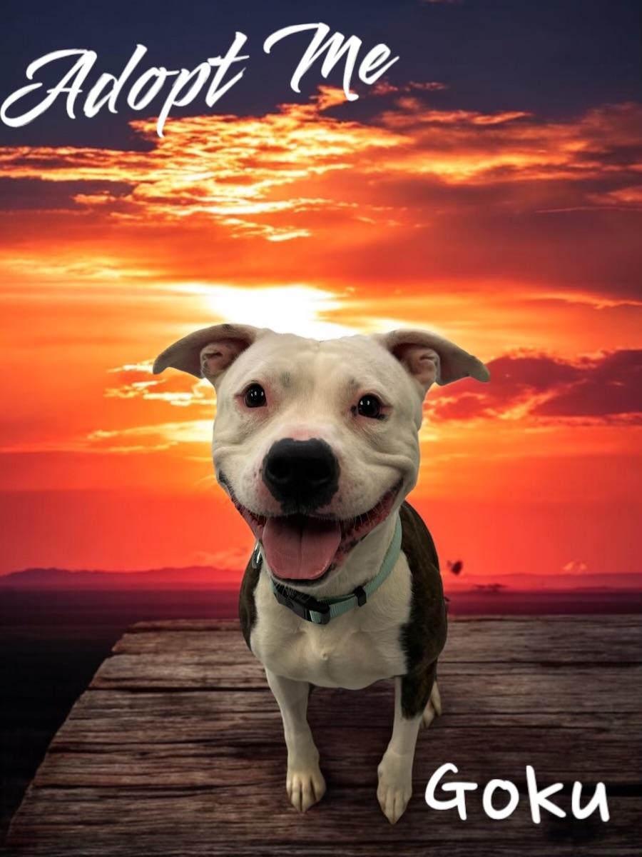 Goku, Adoptable, Young Female American Staffordshire Terrier & Pit Bull Terrier.