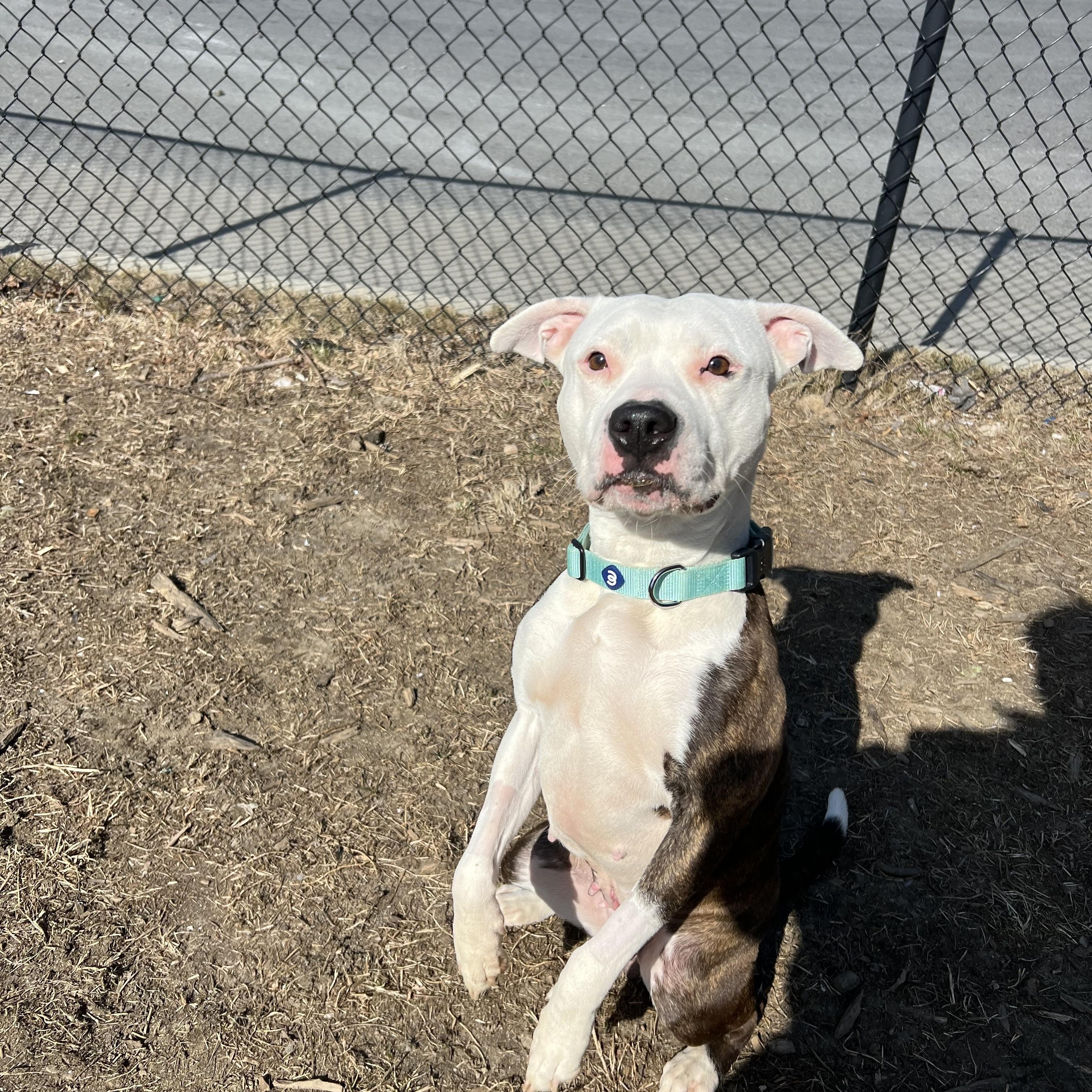 Goku, a Adoptable mixed breed in Yonkers, NY image 3/6
