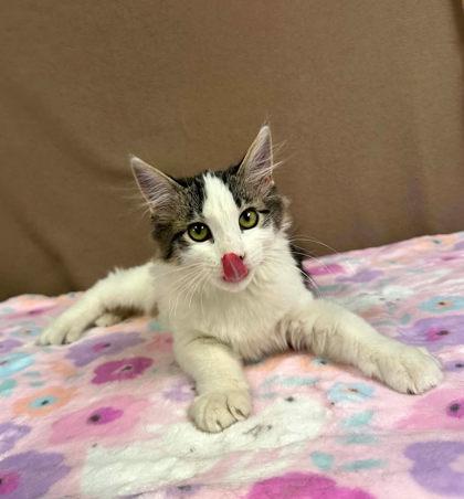 Enlarge Penelope, a Adopted mixed breed in Visalia, CA image 2/3