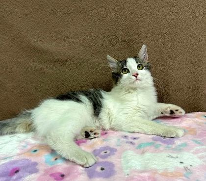 Enlarge Penelope, a Adopted mixed breed in Visalia, CA image 3/3