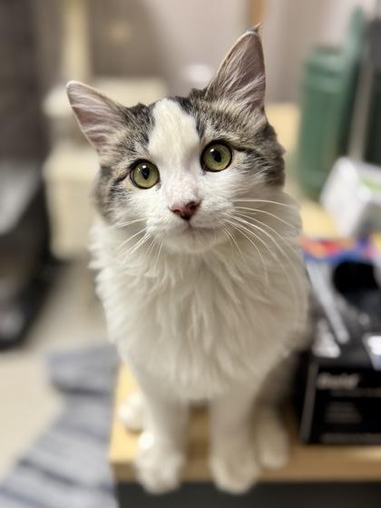Enlarge Penelope, a Adopted mixed breed in Visalia, CA image 1/3