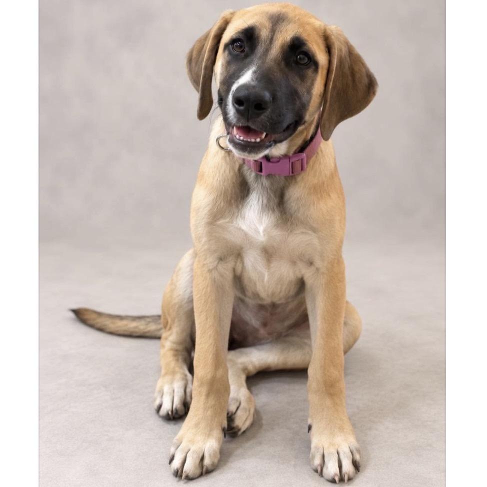 Enlarge Petra, a Adoptable mixed breed in Phoenix, AZ image 2/3