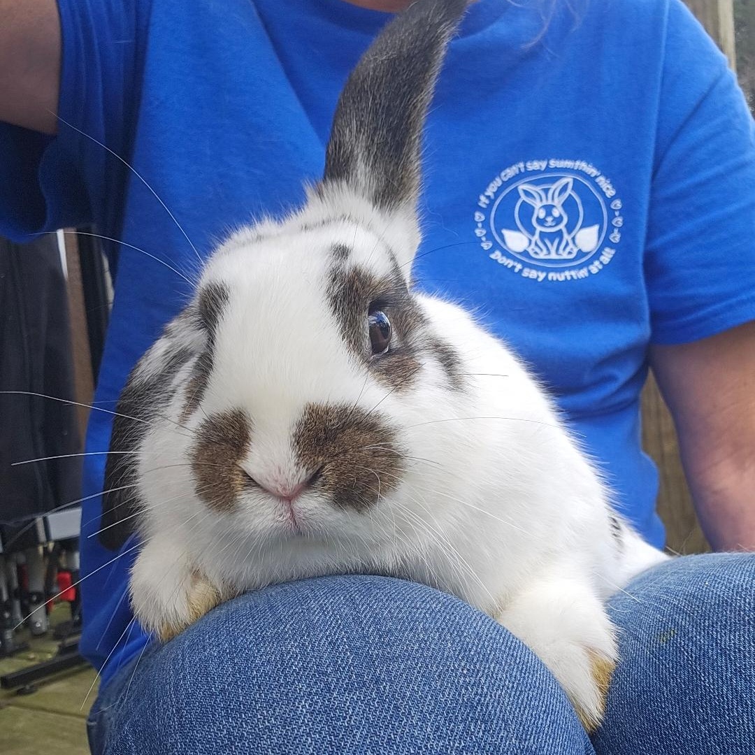 Enlarge Bella, an adopted Mini Lop in Conway, SC image 3/4