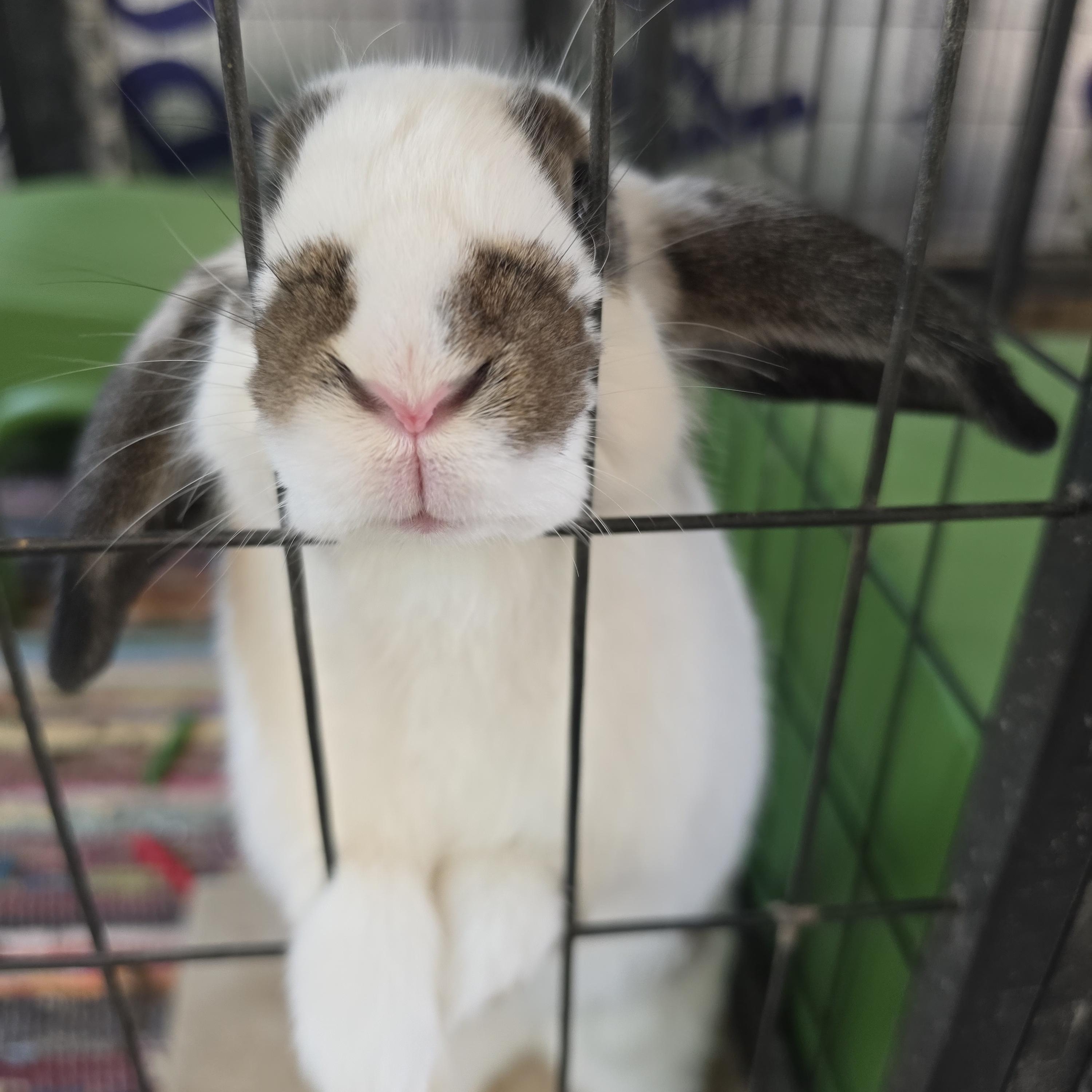 Enlarge Bella, an adopted Mini Lop in Conway, SC image 2/4