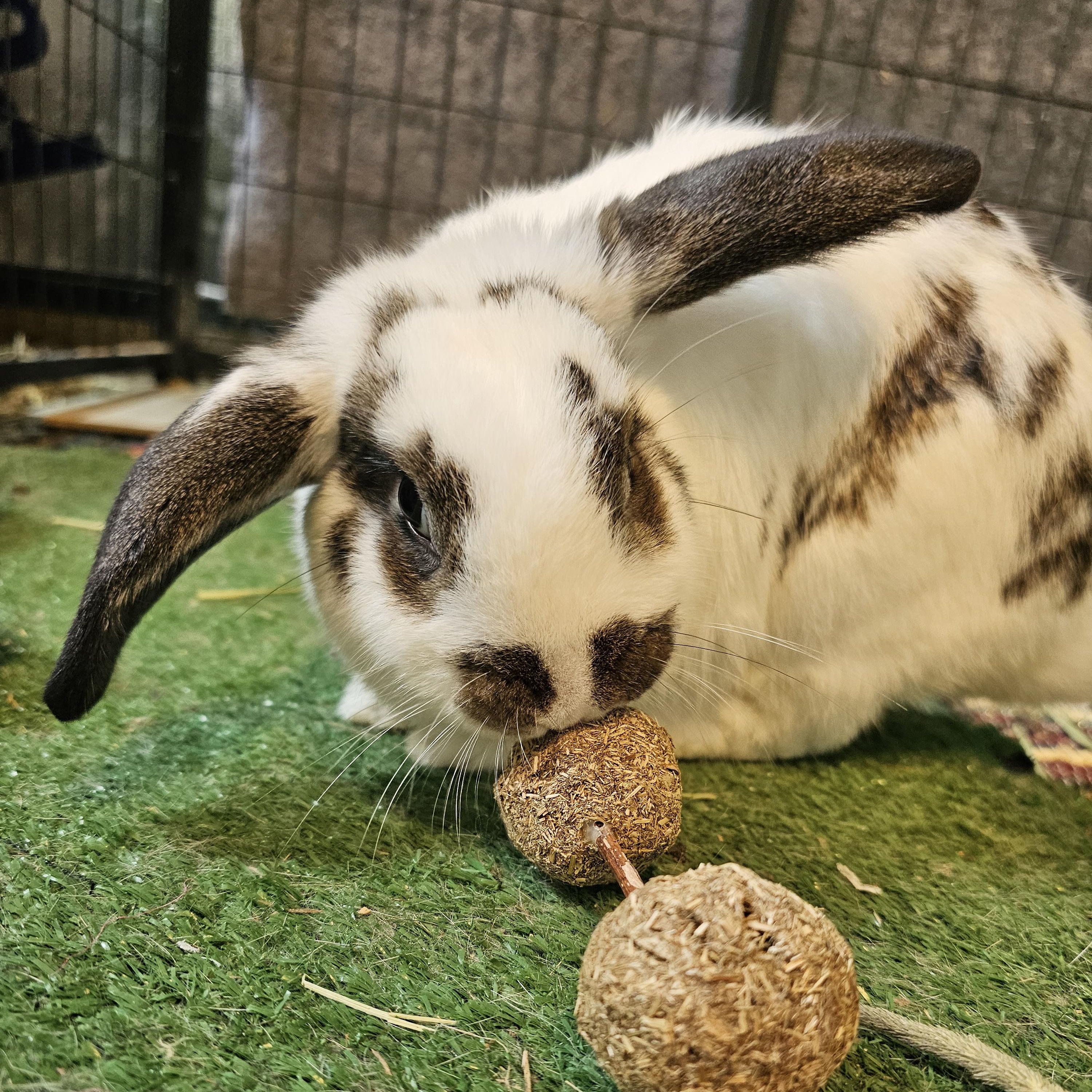 Bella, adopted, Young Female Mini Lop.