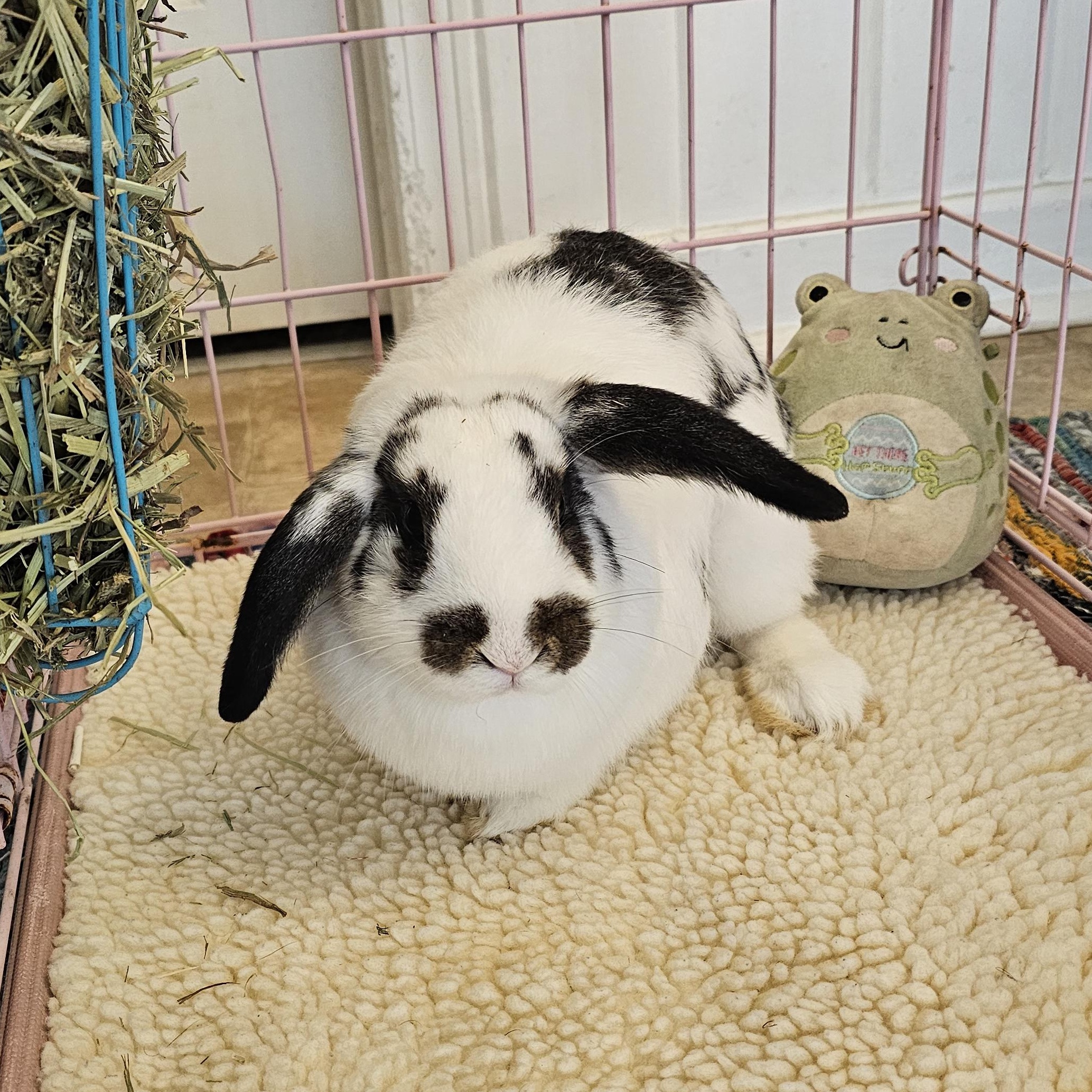 Enlarge Bella, an adopted Mini Lop in Conway, SC image 4/4