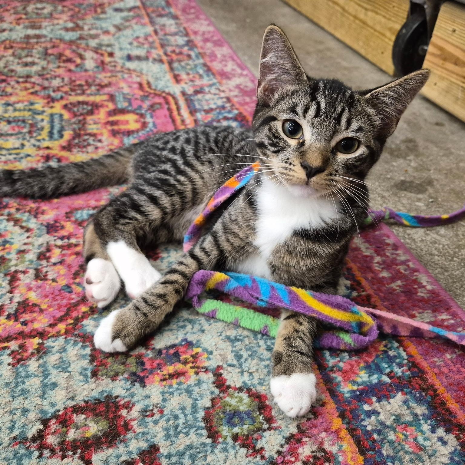 Enlarge Revere & Reagan, a Adoptable Domestic Short Hair in Clearwater, FL image 3/6