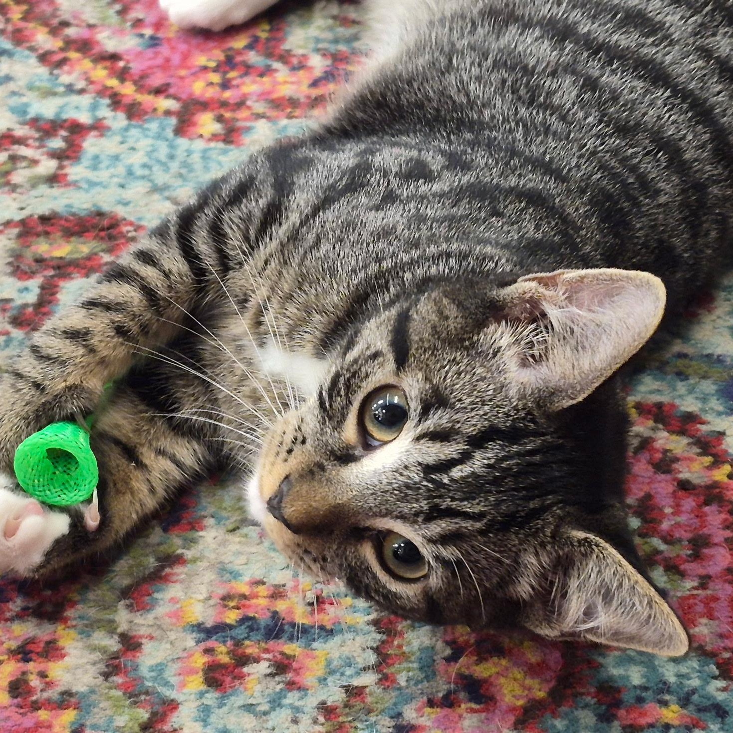 Enlarge Revere & Reagan, a Adoptable Domestic Short Hair in Clearwater, FL image 5/6