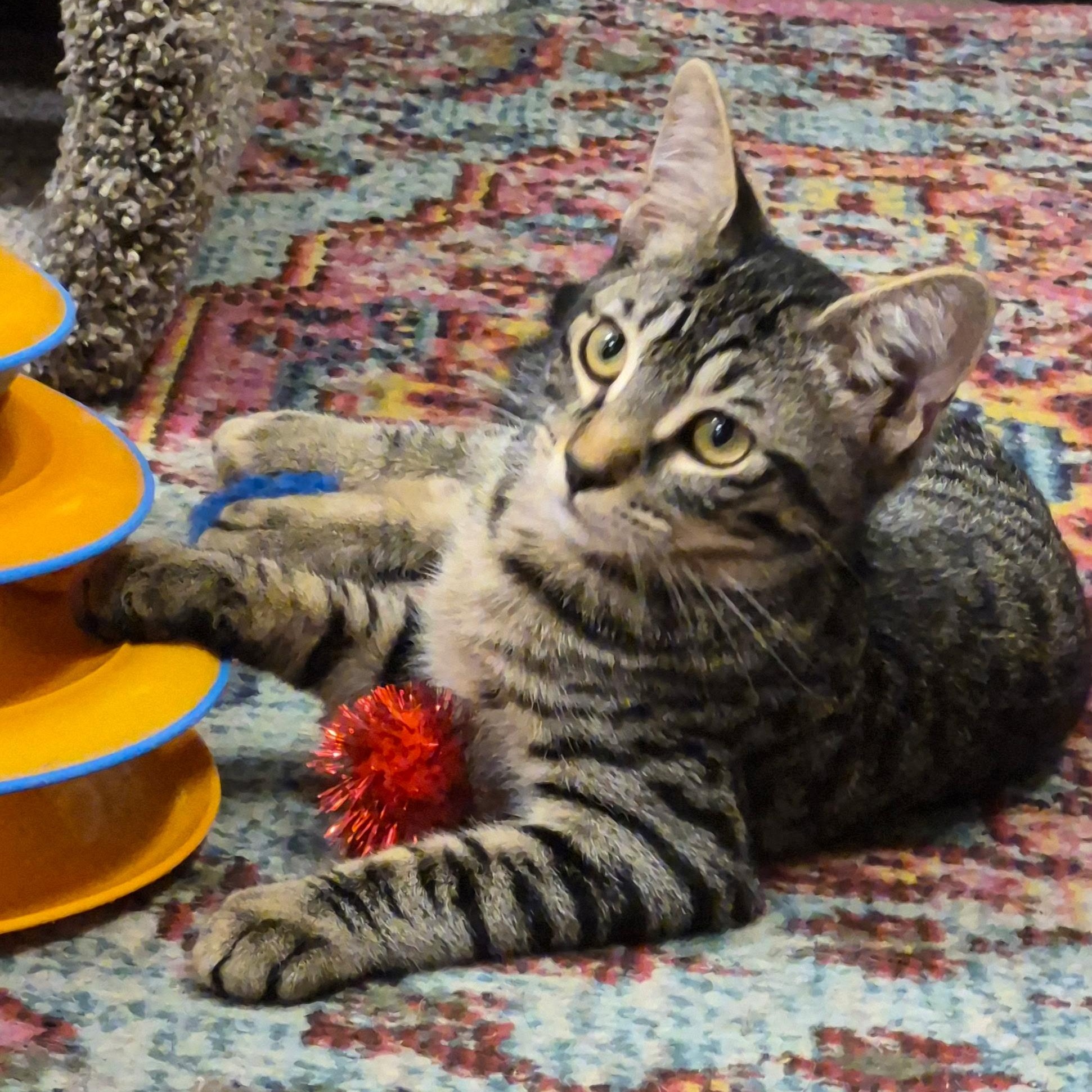 Enlarge Revere & Reagan, a Adoptable Domestic Short Hair in Clearwater, FL image 4/6