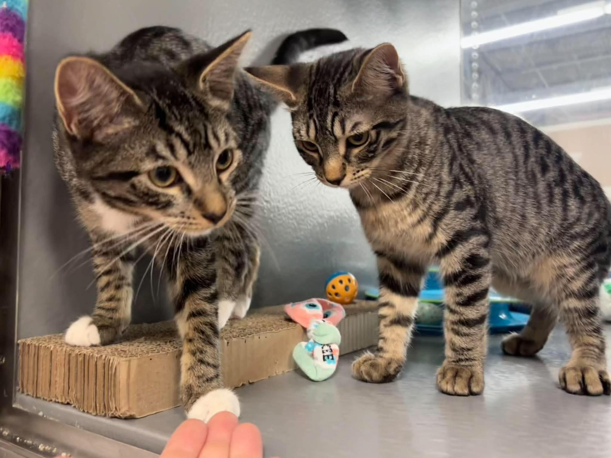 Enlarge Revere & Reagan, a Adoptable Domestic Short Hair in Clearwater, FL image 2/6