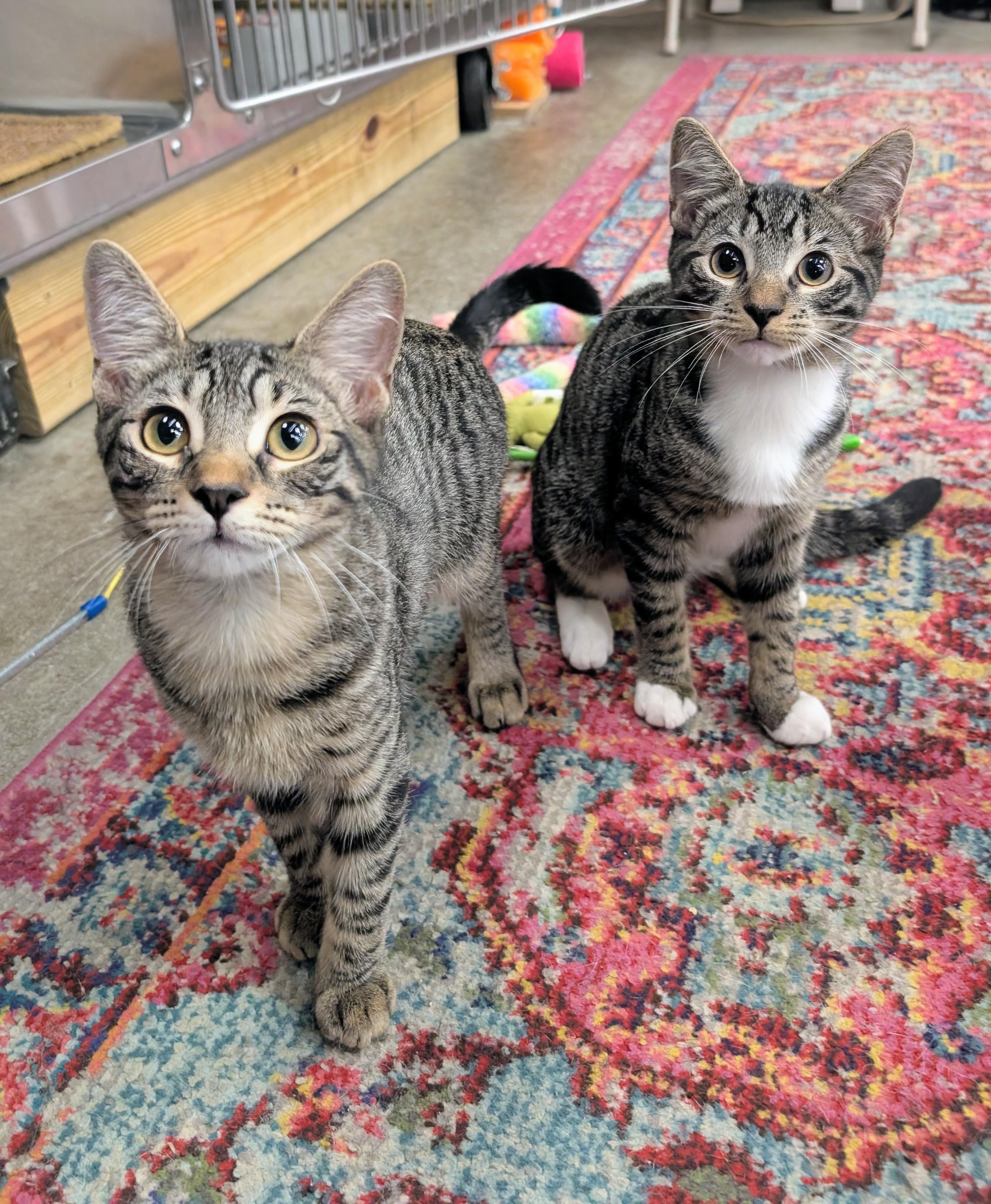 Enlarge Revere & Reagan, a Adoptable Domestic Short Hair in Clearwater, FL image 1/6
