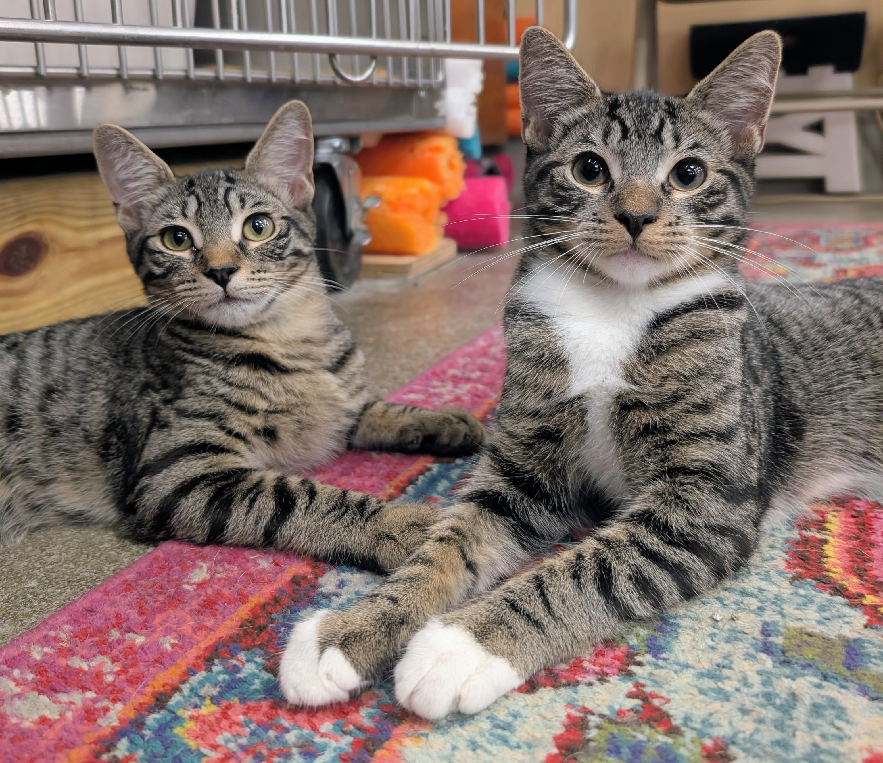 Enlarge Revere & Reagan, a Adoptable Domestic Short Hair in Clearwater, FL image 6/6