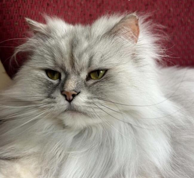 Enlarge WILLOW and UMAMI, a Adopted Persian in Indianapolis, IN image 2/3