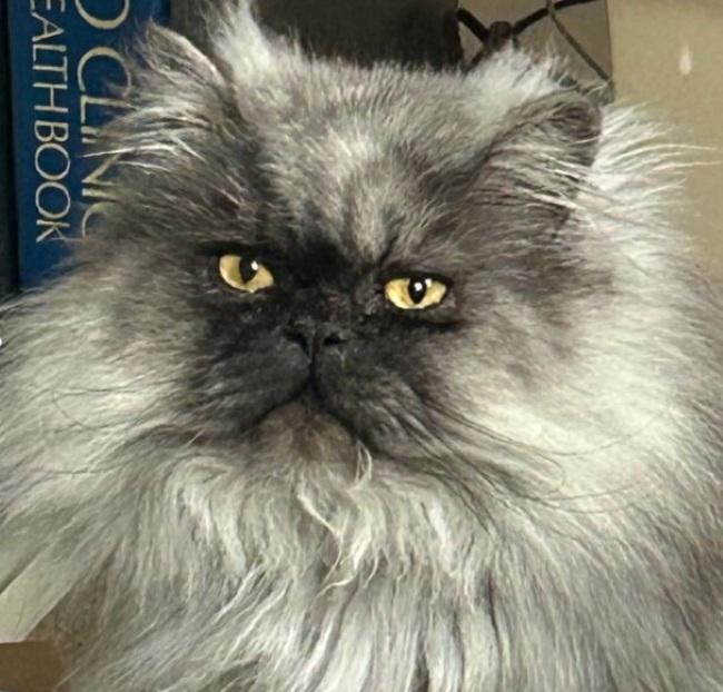 Enlarge WILLOW and UMAMI, a Adopted Persian in Indianapolis, IN image 1/3