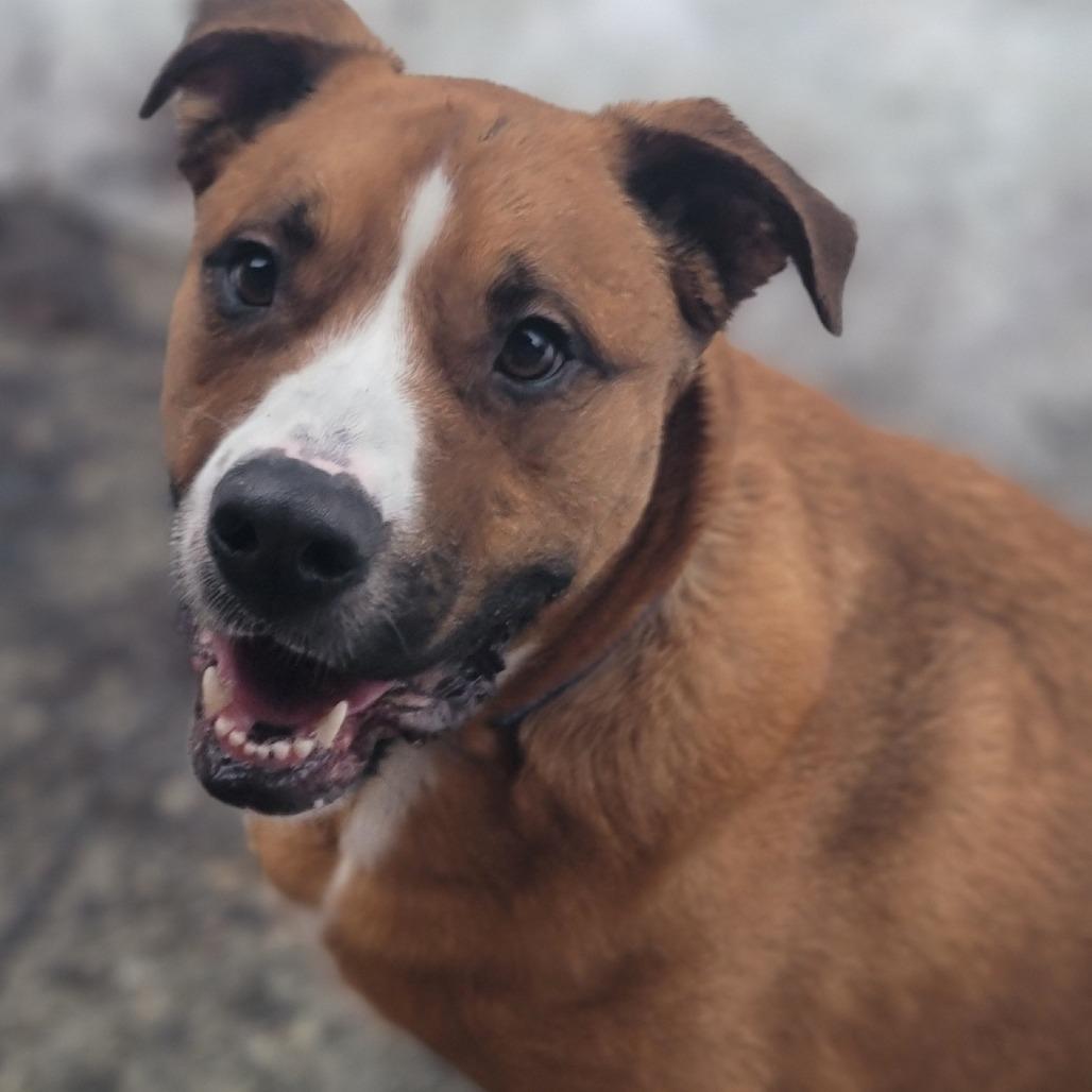 Blaze, Adoptable, Adult Male Mixed Breed.