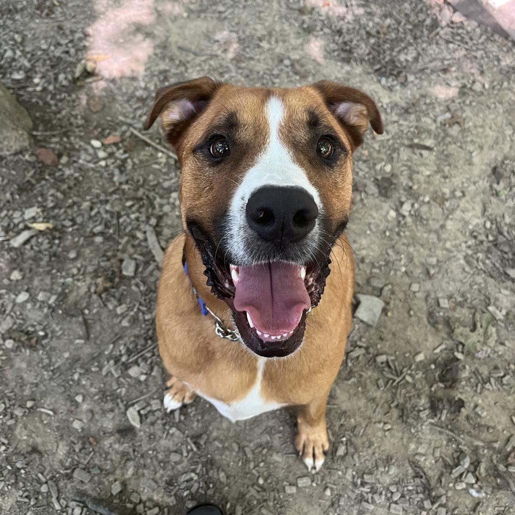 Enlarge Blaze, a Adoptable Boxer in Walden, NY image 1/1