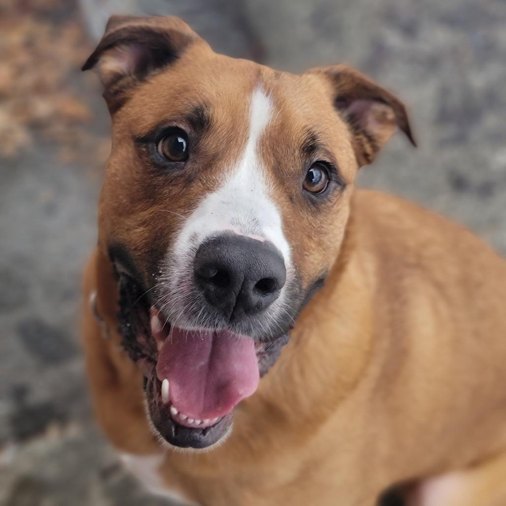 Blaze, a Adoptable Mixed Breed in Walden, NY image 3/5
