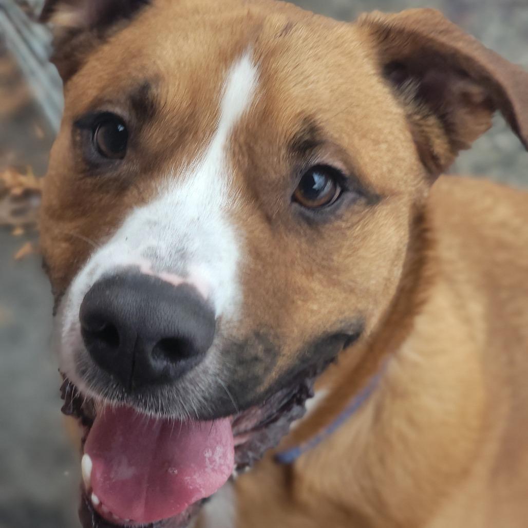 Blaze, a Adoptable Mixed Breed in Walden, NY image 4/5