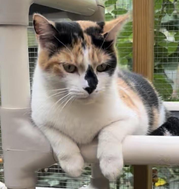 Pixel, a Adoptable American Shorthair in Frederick, MD image 1/3