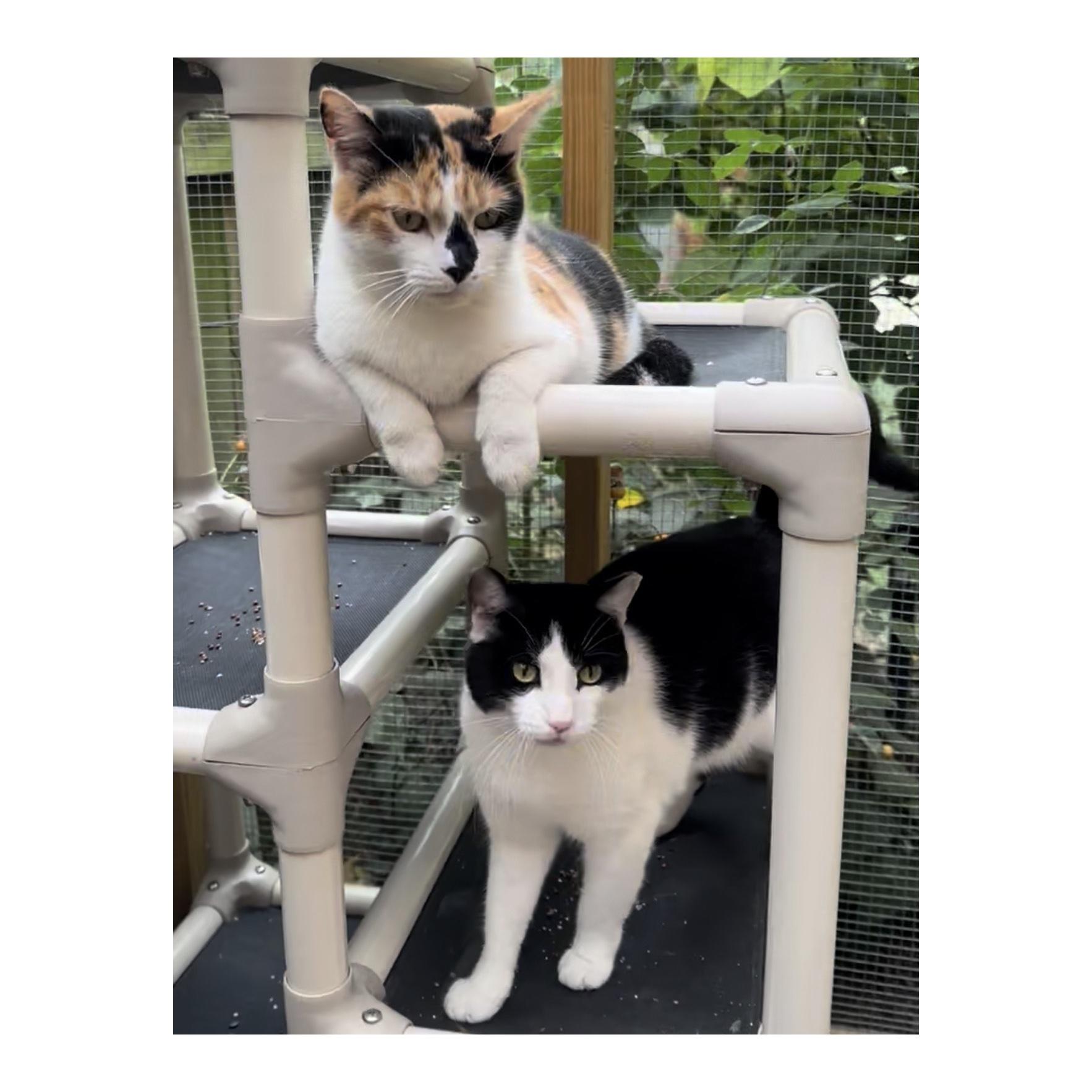 Pixel, Adoptable, Adult Female American Shorthair.